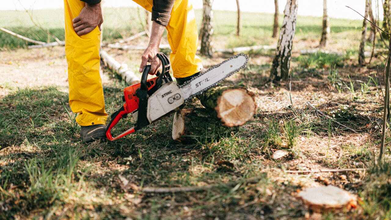 The Steps Involved in Our Tree Care Process in Cedar Hill, MO